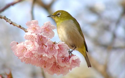 Veranstaltungstag in Japan