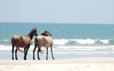 Приватна прогулянка на конях на Атлантиці
