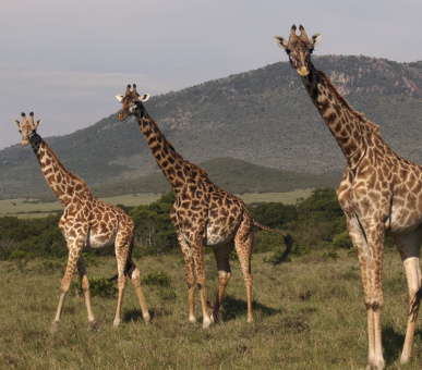 Фото Fairmont Mara Safari Club (Кения, Национальный заповедник Масаи Мара) 33
