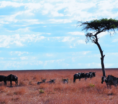 Фото Fairmont Mara Safari Club (Кения, Национальный заповедник Масаи Мара) 21