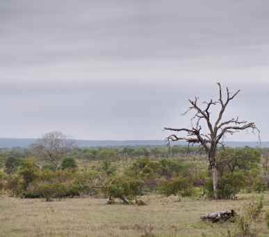 Фото Singita Castleton Camp  23