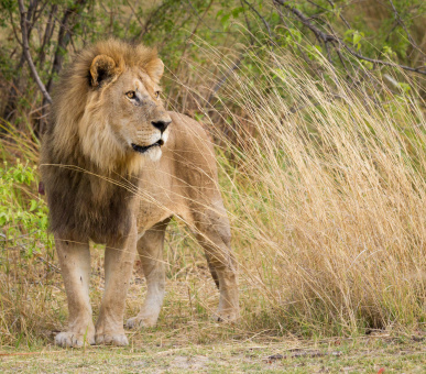 Водопад Виктория и сафари в Ботсване